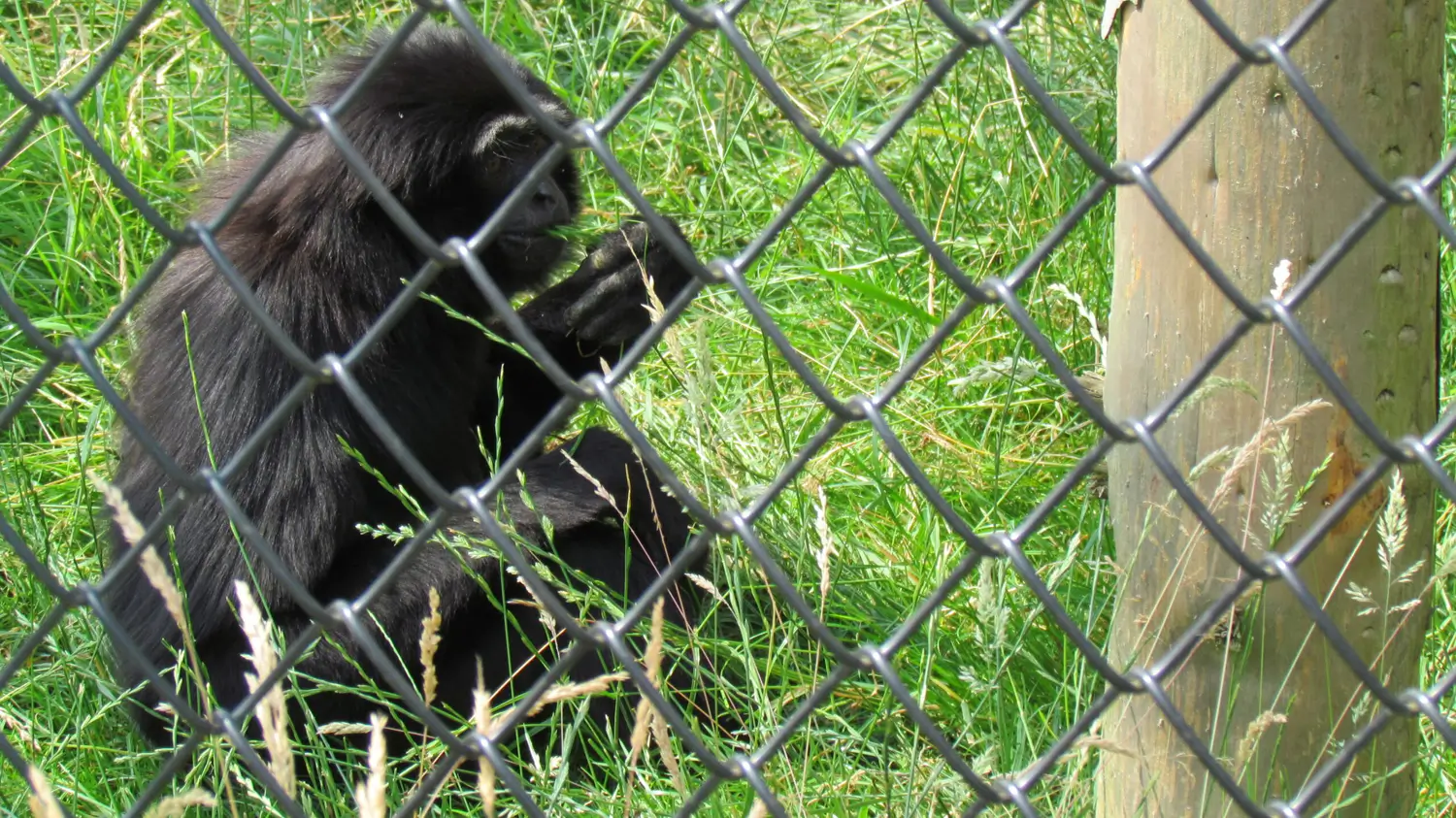 EA25F3E: Summer Scheme Twycross Zoo Day Trip at Sacred Heart Church